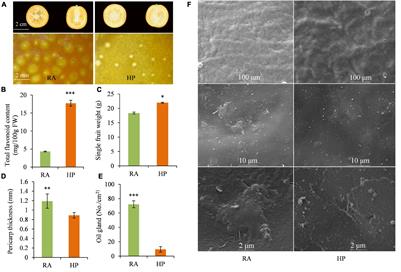 Metabolic Profiling and Gene Expression Analysis Unveil Differences in Flavonoid and Lipid Metabolisms Between ‘Huapi’ Kumquat (Fortunella crassifolia Swingle) and Its Wild Type